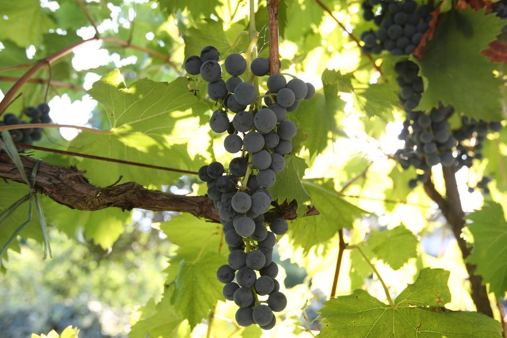 Kucica Ljubcek Villa Privlaka  Bilik gambar